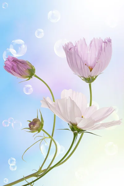 Pink decorative beautiful flowers Stock Picture