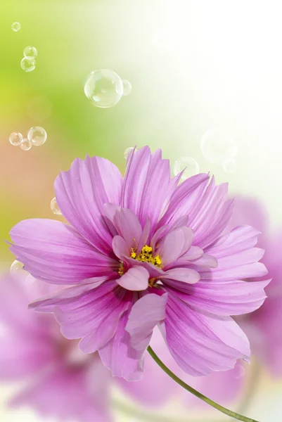 Pink decorative beautiful flowers — Stock Photo, Image