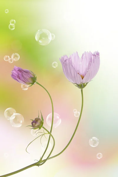Růžový dekorativní krásný květ — Stock fotografie