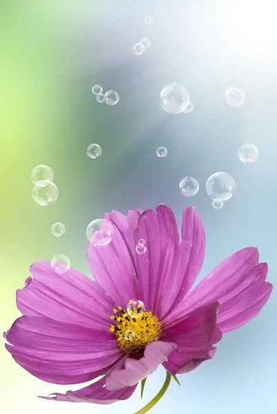 Pink decorative beautiful flower — Stock Photo, Image