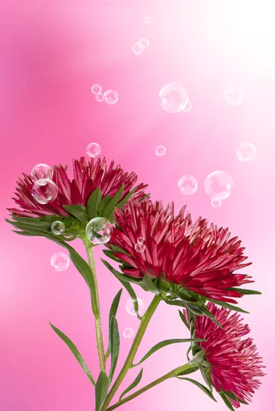 Chrysanthemum Stock Picture