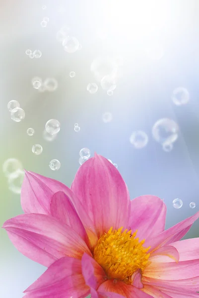 Férias belo cartão de flor — Fotografia de Stock