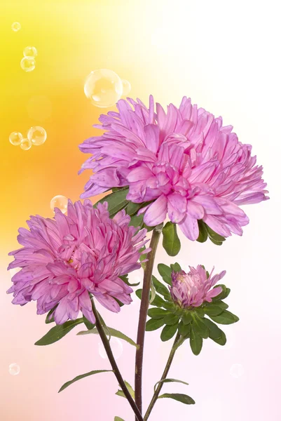 Chrysanthemum.Holidays background — Stock Photo, Image
