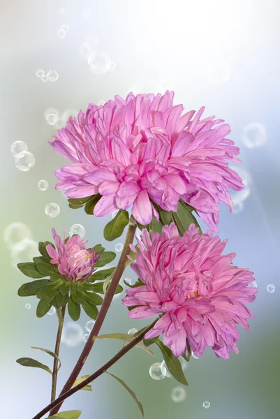 Chrysanthemum.Holidays background Royalty Free Stock Images