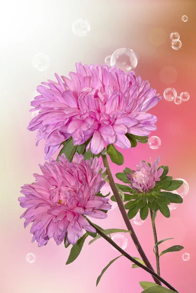 Chrysanthemum.Holidays background Stock Picture