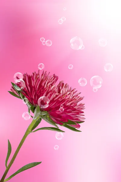 Chrysanthemum on a holidays background — Stock Photo, Image