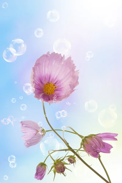 Blommar vackert kort — Stockfoto