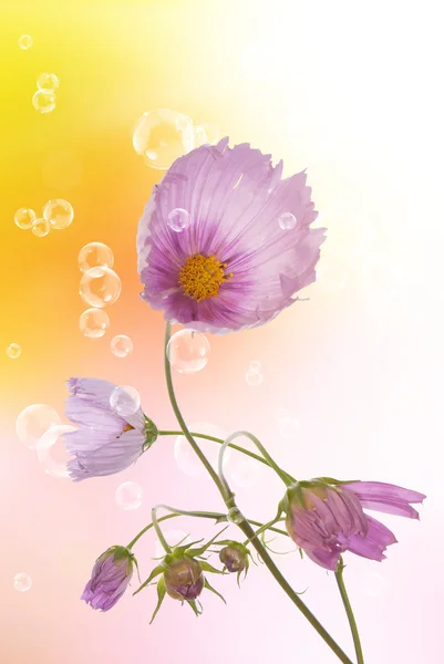 Λουλούδι όμορφη κάρτα — Φωτογραφία Αρχείου