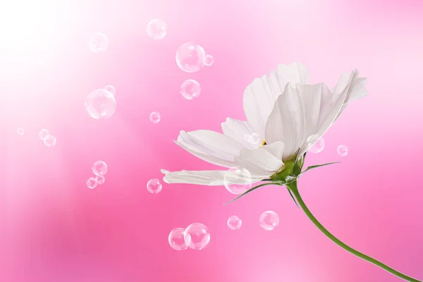 Flores decorativas bonito cartão de férias — Fotografia de Stock