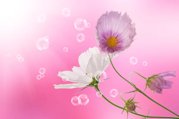 Flowers decorative beautiful holidays card — Stock Photo, Image
