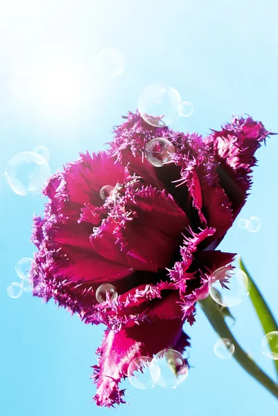 Red dark decorative tulip on a sky blue background — Stock Photo, Image