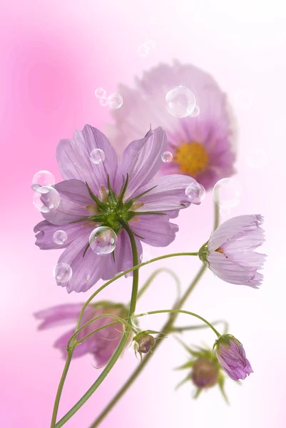 Flores decorativas bonito cartão de férias — Fotografia de Stock