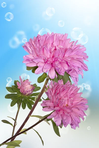 Flores decorativas bonito cartão de férias — Fotografia de Stock