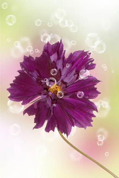 Květy dekorativní krásné svátky karta — Stock fotografie