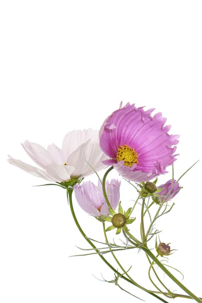 Flowers decorative beautiful holidays card — Stock Photo, Image