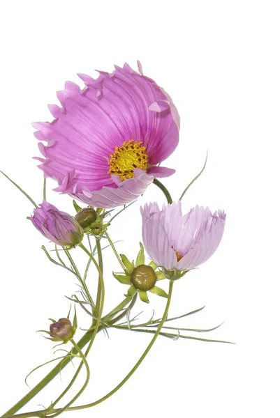 Flores decorativas bonito cartão de férias — Fotografia de Stock