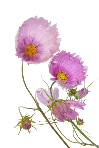 Flores decorativas bonito cartão de férias — Fotografia de Stock