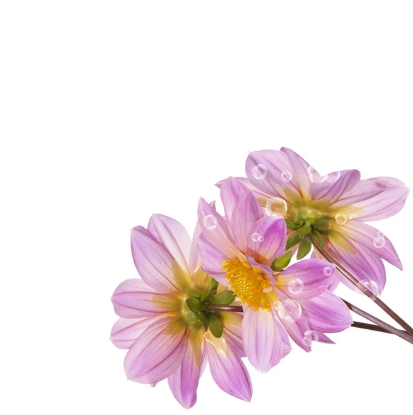 Semester vacker blomma kort — Stockfoto