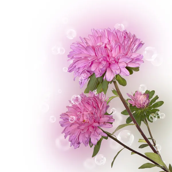 Holidays beautiful flower card — Stock Photo, Image