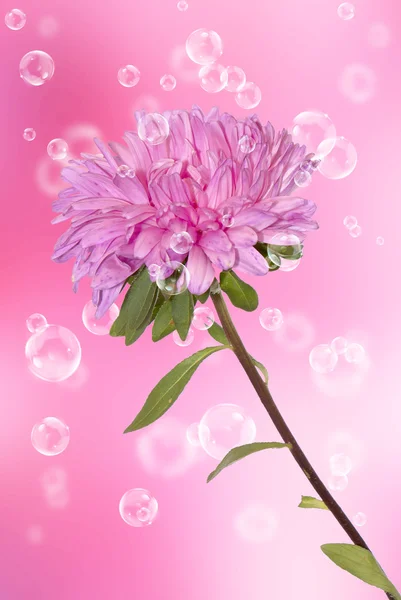 Rosa bela dália em um fundo embaçado — Fotografia de Stock