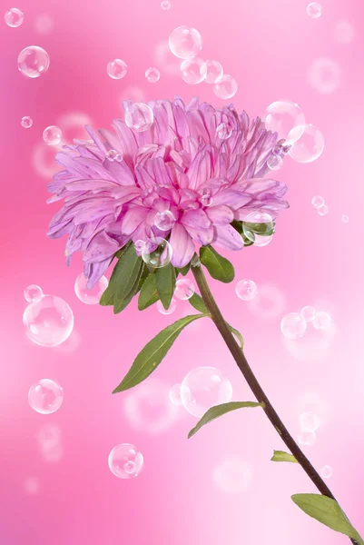 Pink beautiful dahlia on a blurred background Stock Picture