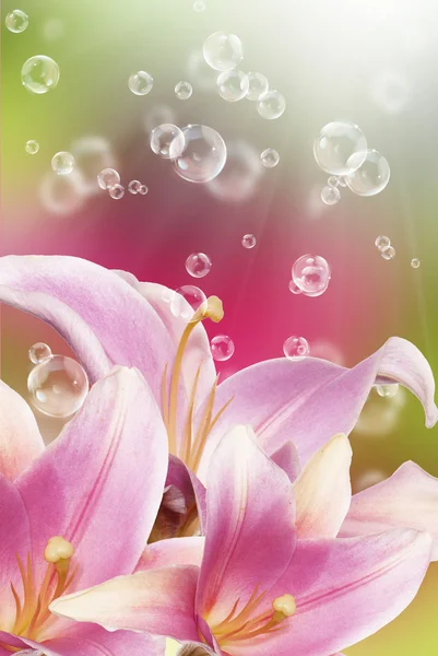 装饰美丽的粉红色花百合。假日卡 — 图库照片