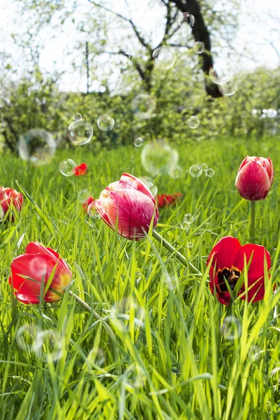 Flores decorativas do jardim. Tulipas de primavera — Fotografia de Stock