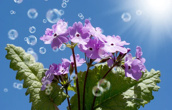 Dekorativa trädgård blommor. våren — Stockfoto