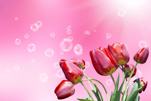 Hermosa tarjeta de vacaciones con tulipanes de jardín decorativos rojos —  Fotos de Stock