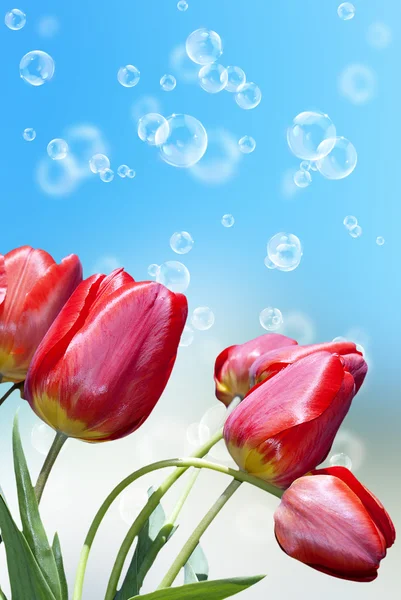 Schöne Urlaubskarte mit roten Ziergarten-Tulpen — Stockfoto