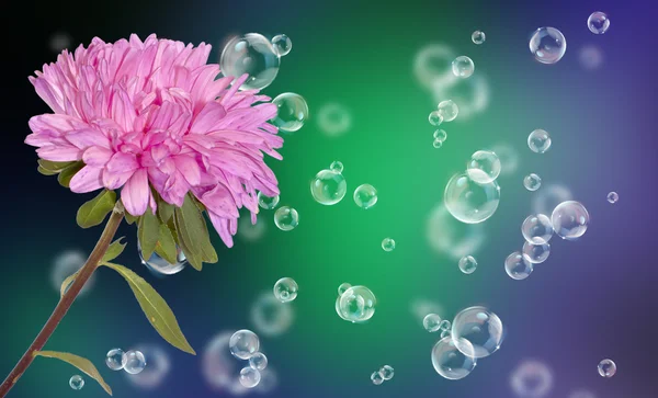 Holidays beautiful flower card.Chrysanthemum — Stock Photo, Image