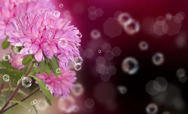 Dahlia. Férias belo cartão de flor — Fotografia de Stock