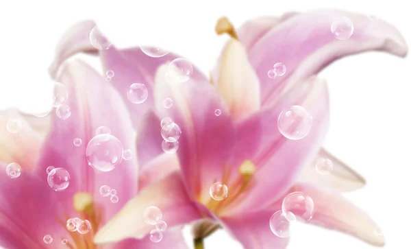 핑크 아름 다운 백합 — 스톡 사진