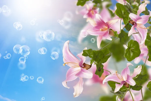 Sommer sonnige Natur.exotische Blumen — Stockfoto
