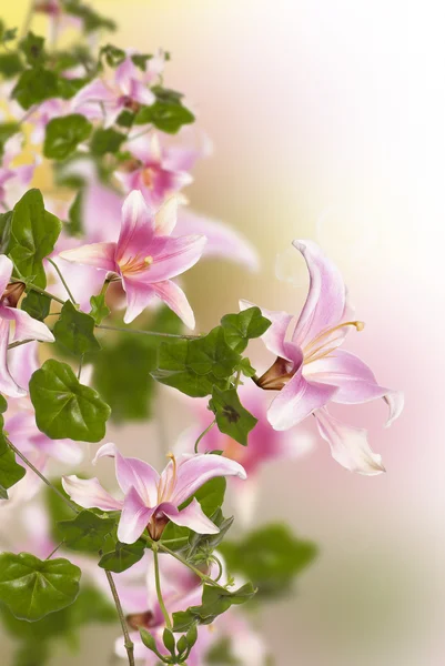 Krásné růžové exotické flowers.flora design — Stock fotografie