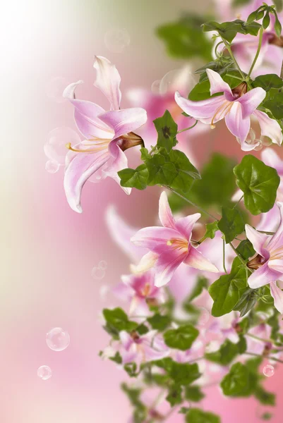 Vacker rosa exotiska flowers.flora design — Stockfoto