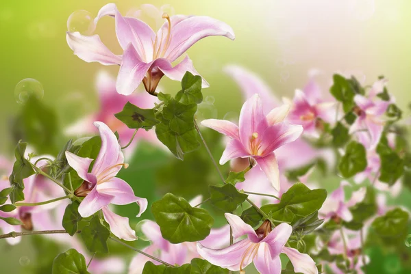 Beautiful pink exotic flowers.Flora design — Stock Photo, Image