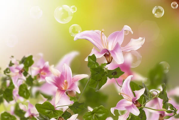 Krásné růžové exotické flowers.flora design — Stock fotografie