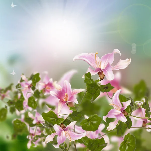 Beautiful pink exotic flowers.Flora design — Stock Photo, Image