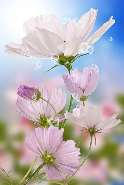 Exotic flowers.Summer sunny nature — Stock Photo, Image