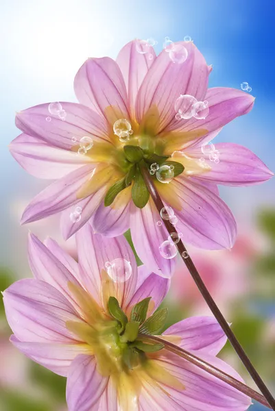 Exotische Blüten.Sommer sonnige Natur — Stockfoto