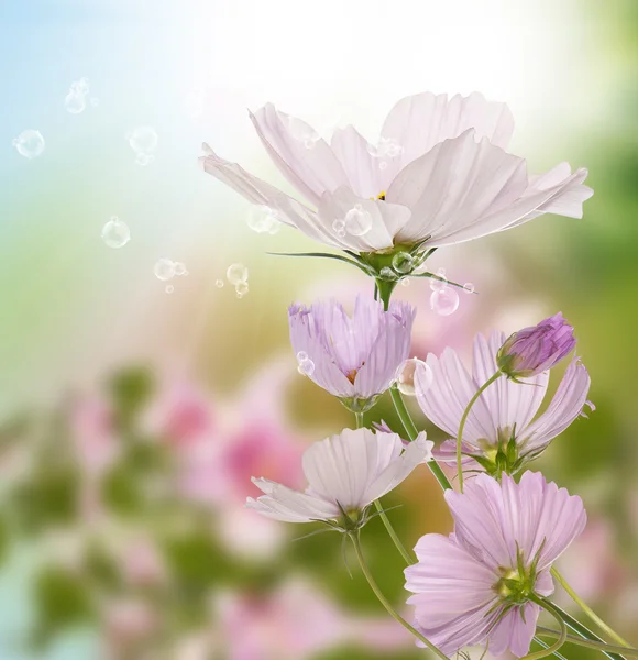 Exotische Blüten.Sommer sonnige Natur — Stockfoto