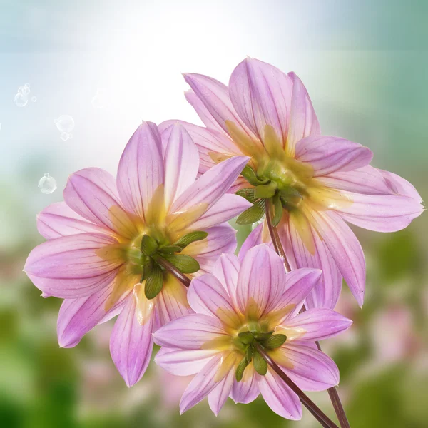 Exotic flowers.Summer sunny nature — Stock Photo, Image