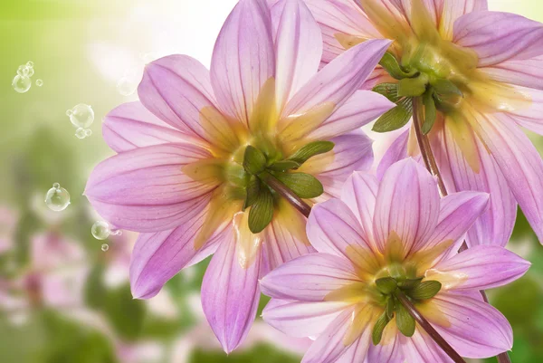 Exotické flowers.summer slunné příroda — Stock fotografie