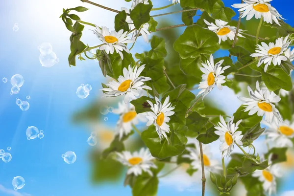 Summer sunny nature. Exotic flowers — Stock Photo, Image