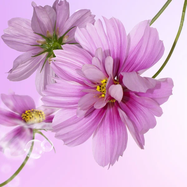 Exotische flowers.flora kaart — Stockfoto