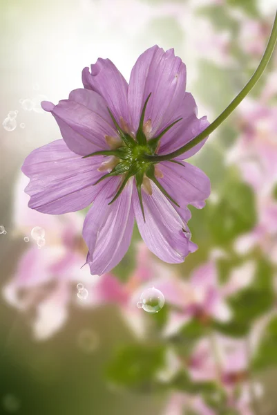 Exotiska flowers.flora kort — Stockfoto