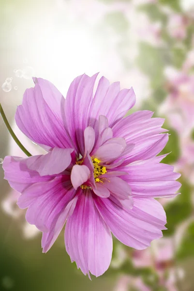 Flor exótica.Tarjeta Flora — Foto de Stock