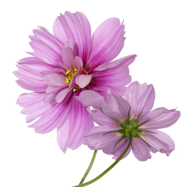 Exotische Blüten.flora karte — Stockfoto