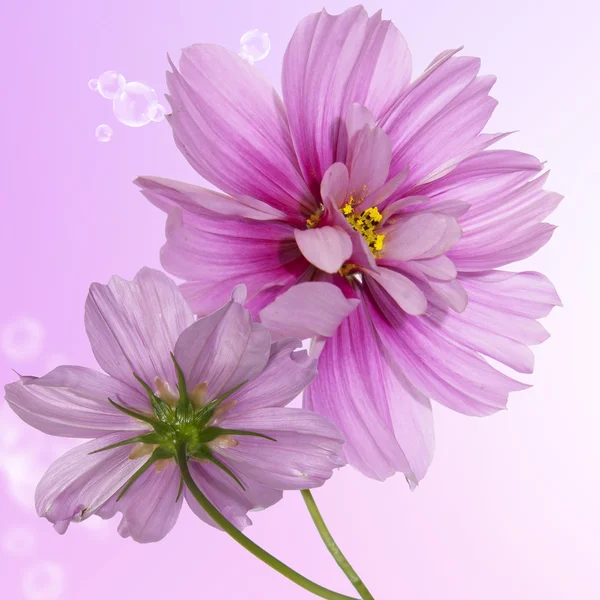 Egzotyczne flowers.flora karty — Zdjęcie stockowe
